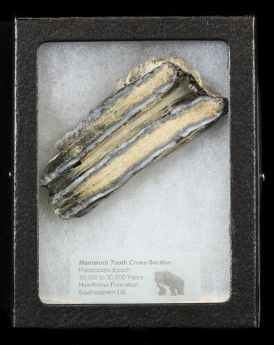 Mammoth Molar Slice - South Carolina #44086